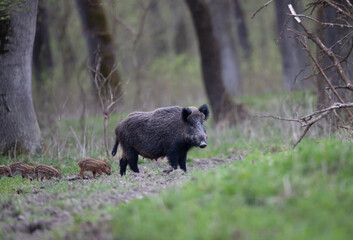 Naklejka na ściany i meble Wild boar with piglets in forest