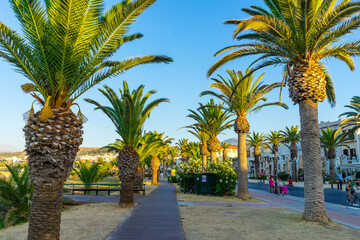palm trees in rethymno © PaciorekPaweł