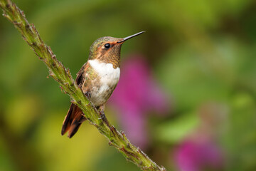 Scintillant Hummingbird - Selasphorus scintilla bird endemic to Costa Rica and Panama, replaced at higher elevations by its relative the volcano hummingbird, Selasphorus flammula. Sitting in the bush