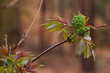 close up of parts of a young plant in the woodland