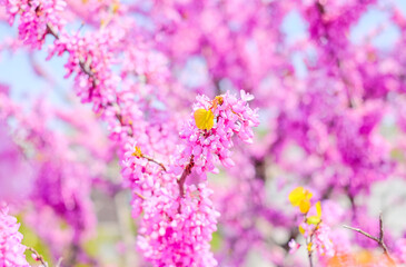 Pink acacia covered with flowers