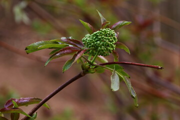close up of parts of a young plant in the woodland