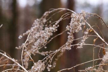 close up of dry weeds in the woodland