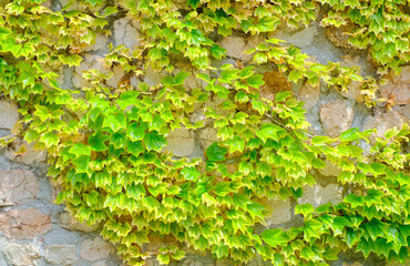 The texture of the green leaves of the maiden grape creeper on the stone wall