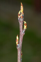 Macro photo of buds of Clapp's Favourite pear tree. Clapps is a variety of pear.