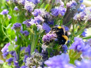 bee on lavender
