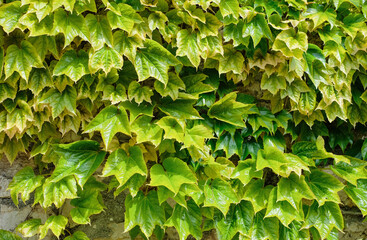 Maiden grape leaves close up. Natural background.