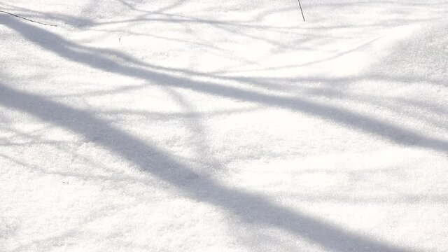 Snow texture. Shadow from tree branches. Natural background. Beautiful nature. Seasonal change of weather. Cold winter.