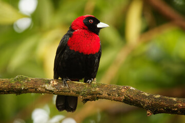 Crimson-collared Tanager - Ramphocelus sanguinolentus is small Middle American black and red song bird, sometimes own as Phlogothraupis sanguinolenta, from Mexico to Panama