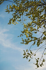 Tree branches with leaves and blue sky
