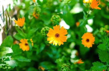 Blooming marigold in the garden.
