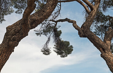 Tree branches with leaves and blue sky