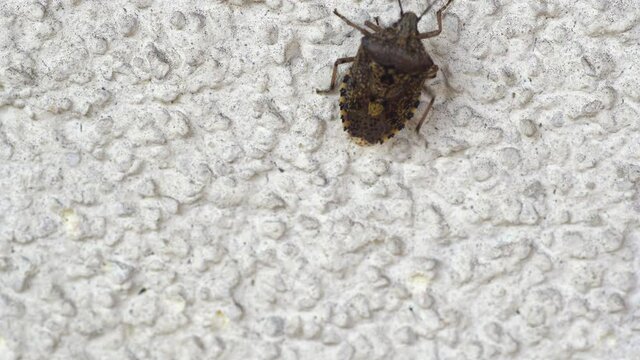 Mottled Shieldbug (Rhaphigaster nebulosa) walking up on a wall. Close up.