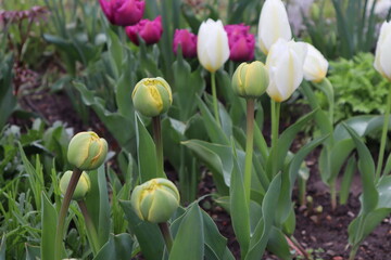 Purple, white and yellow tulips bloomed in a flower bed in the park.
