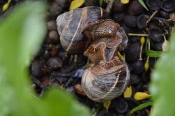 copulating brown snails on the wet ground