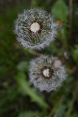two common dandelions in the lane