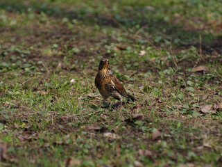 Fieldfare on the early spring grass