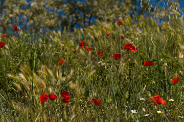 springtime poppies