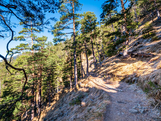 Forest hiking path to the Herzogstand mountain peak of Bavaria