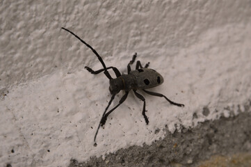 close-up: blackspoted pine sawyer beetle