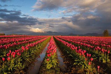 Sunset at tulip fields in Washington State  - 428880840