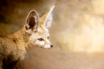 Obraz premium portrait of a desert fennec fox