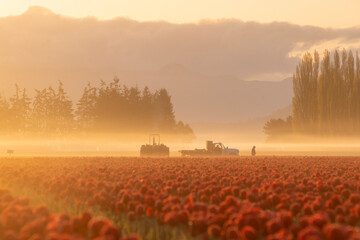 Morning fog at sunrise as farmers tend to tulip fields  - 428881020