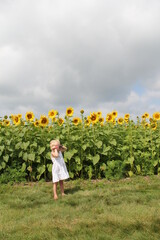 Sunflower Field in Wisconsin in Full Bloom