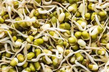 Sprouted green mung beans. Mung sprouts.