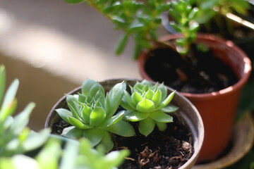 Common houseleek (Sempervivum tectorum) in a pot, illuminated by sunlight. Selective focus.