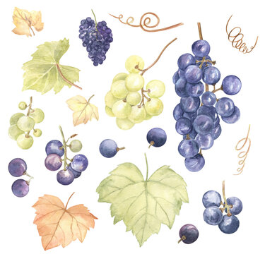 Grapes, leaves and vines watercolor set on white isolated background. Juicy and fresh elements of design for summer and autumn projects, merchandise, cards, product tags and more. 