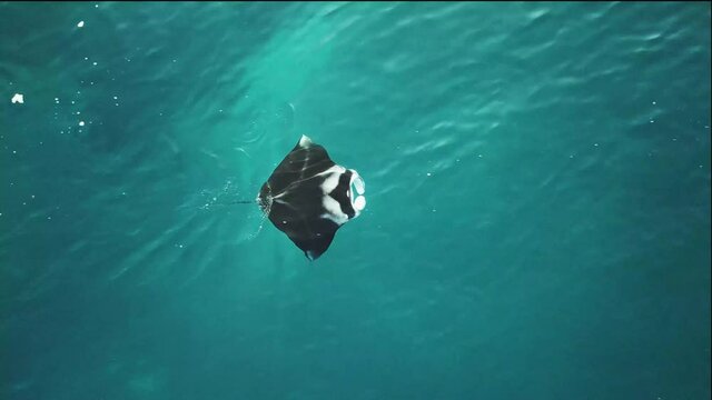 2020 - Excellent aerial shot of a manta ray swimming in Indonesia.