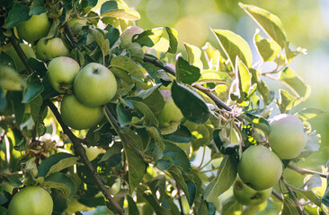 Green apples on a tree in the garden