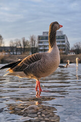 Gray goose staying in the river in the background of a building in a warm evening light