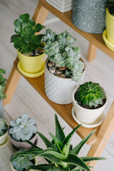 Succulents in beautiful pots. Vertical image. Fresh greenery.