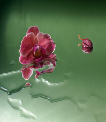 Red orchid flower on a green background with puddles of stains from water