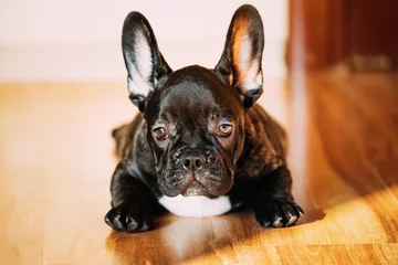  Young Black French Bulldog Dog Puppy Sitting On Laminate Floor Indoor Home. Funny Dog Baby © Grigory Bruev