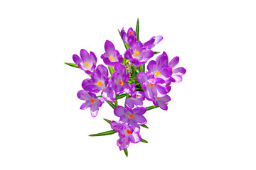 Lilac violets on a white background