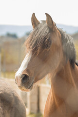 Brown horse behind a metal fence in a field