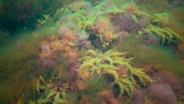 Black Sea, Hydroids Obelia, (coelenterates), Macrophytes Red and Green algae