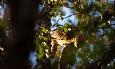 Fototapeta premium woodpecker, woodpecker in jabuticabeira eating jabuticabas in Brazil, selective focus.