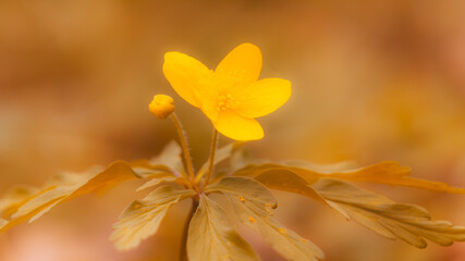 a small, spring flower on a colored, blurred background 
