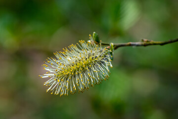 Male catkin of a willow tree