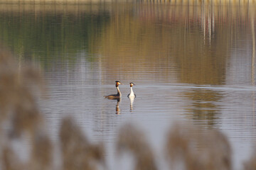 Great crested grebe on the water. Podiceps cristatus on lake surface