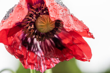 Red poppy after a rain shower