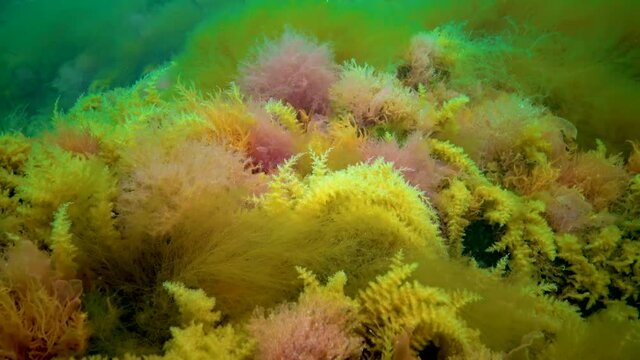 Black Sea, Hydroids Obelia, (coelenterates), Macrophytes Red and Green algae
