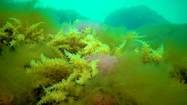 Black Sea, Hydroids Obelia, (coelenterates), Macrophytes Red and Green algae