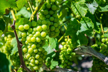 Soft selective focus Grape vine during berry ripening.