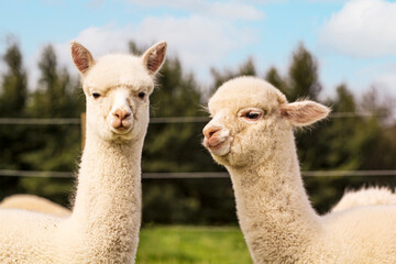 Two young white alpacas on the farm.