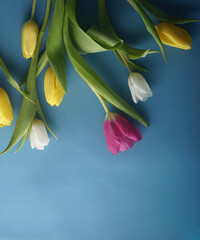Multicolored bright beautiful flowers tulips on a blue background